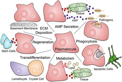 Macrophages and Their Organ Locations Shape Each Other in Development and Homeostasis – A Drosophila Perspective